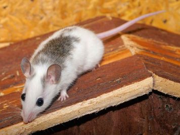 se débarrasser au plus vite des rongeurs