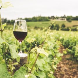 Les secrets d'un investissement réussi dans un domaine viticole de la Vallée du Rhône