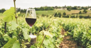 Les secrets d'un investissement réussi dans un domaine viticole de la Vallée du Rhône